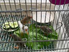 For Sale:  Zebra Finches - Photo 3