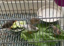 For Sale:  Zebra Finches - Photo 4