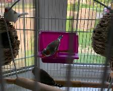 For Sale:  Zebra Finches - Photo 5