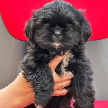 Shih tzu puppies