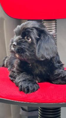 Shih tzu puppies - Photo 2