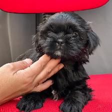 Shih tzu puppies - Photo 3