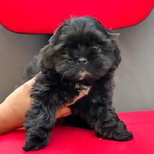 Shih tzu puppies - Photo 4