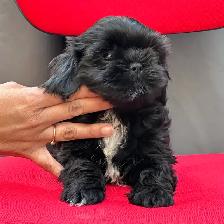 Shih tzu puppies - Photo 5