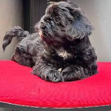 Shih tzu puppies - Photo 6