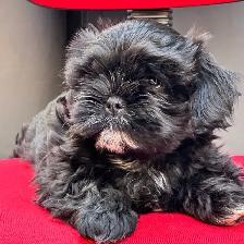 Shih tzu puppies - Photo 7