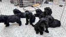 Shih tzu puppies - Photo 8