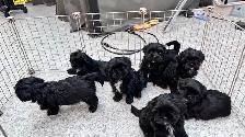 Shih tzu puppies - Photo 9
