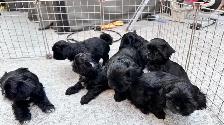 Shih tzu puppies - Photo 10