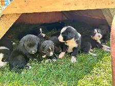 mix breed puppies