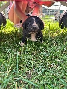 mix breed puppies - Photo 2