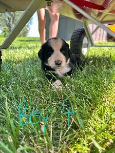 mix breed puppies - Photo 3