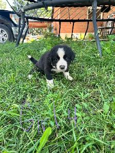 mix breed puppies - Photo 4