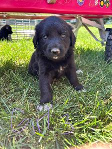 mix breed puppies - Photo 5