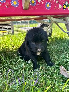 mix breed puppies - Photo 6