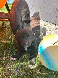 mix breed puppies - Photo 7