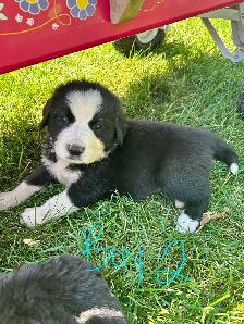 mix breed puppies - Photo 8