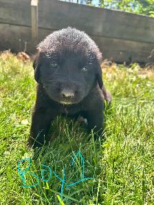 mix breed puppies - Photo 9