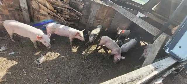 weaner pigs