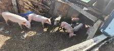 weaner pigs