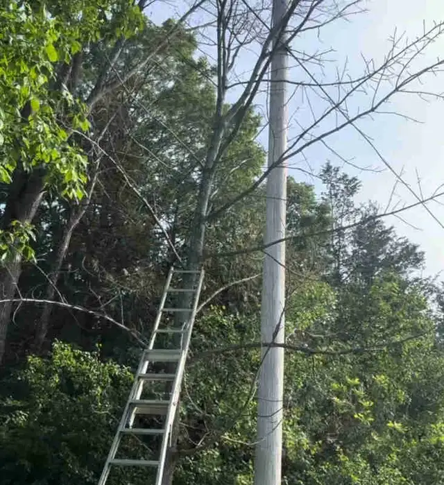 Tree Felling/Cleanup