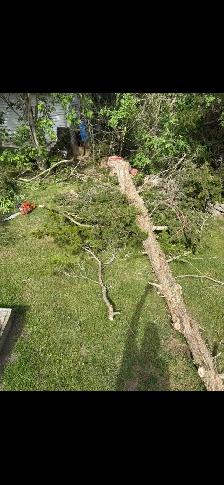 Tree Felling/Cleanup - Photo 3
