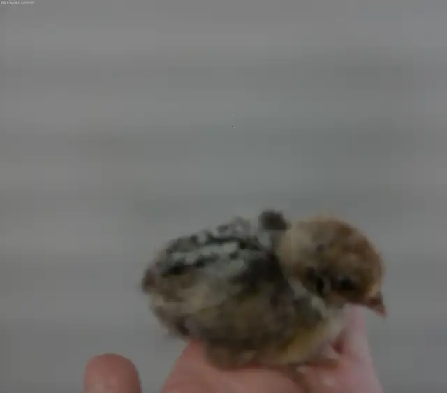 2 silver deathlayer chicks $50