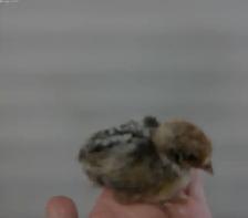 2 silver deathlayer chicks $50
