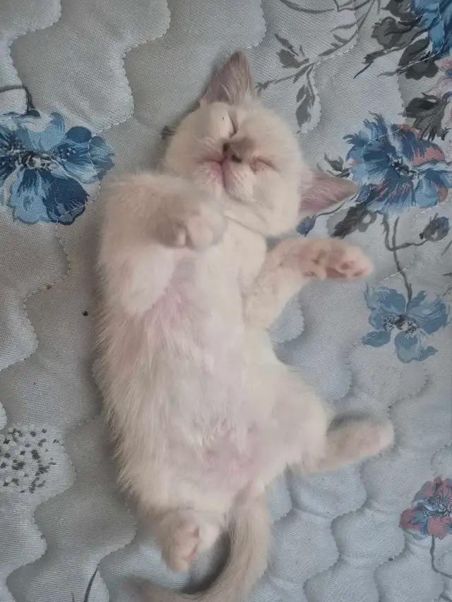 ragdolls