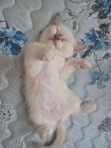 ragdolls