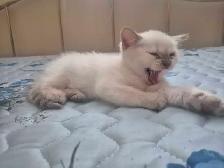 ragdolls - Photo 2