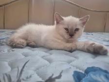 ragdolls - Photo 3