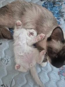 ragdolls - Photo 4