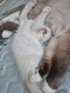 ragdolls - Photo 5