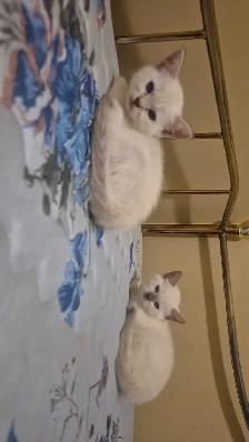 ragdolls - Photo 6