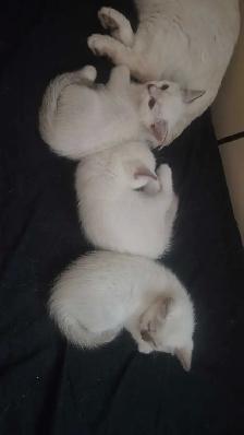 ragdolls - Photo 7