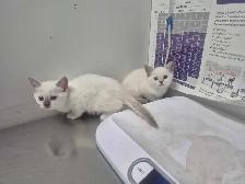 ragdolls - Photo 8
