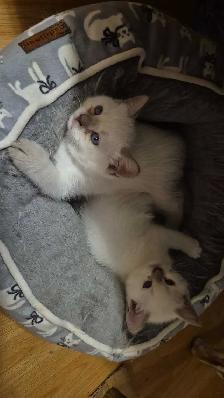 ragdolls - Photo 9