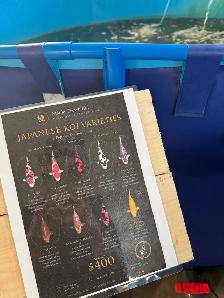 Japanese Koi Fish for Sale – 30-45cm – $400 Each