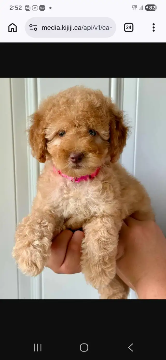 Cute Toy Cockapoo Female Puppy