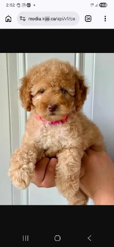 Cute Toy Cockapoo Female Puppy