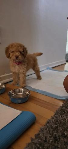 Cute Toy Cockapoo Female Puppy - Photo 2