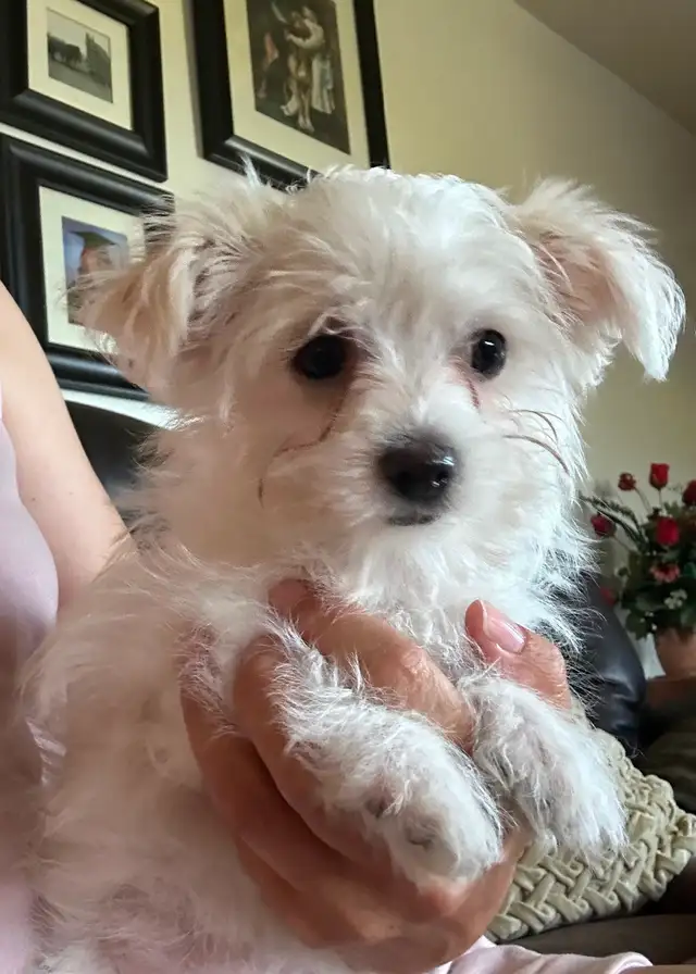 Maltese