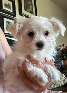 Maltese