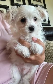 Maltese - Photo 2