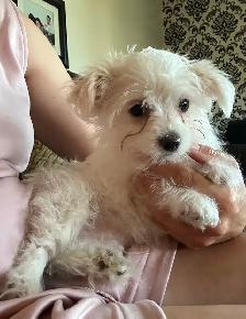 Maltese - Photo 3