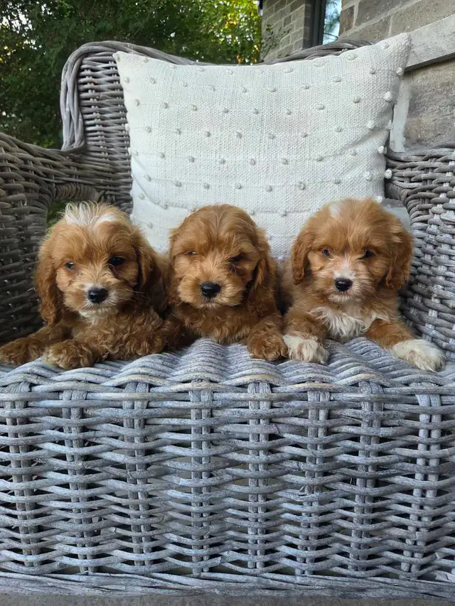 Adorable Minature Cockapoo puppies