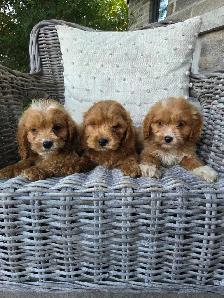 Adorable Minature Cockapoo puppies