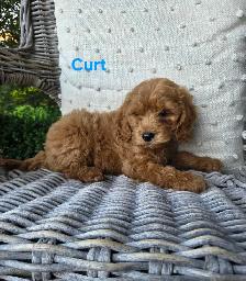 Adorable Minature Cockapoo puppies - Photo 2