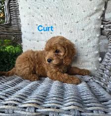 Adorable Minature Cockapoo puppies - Photo 3